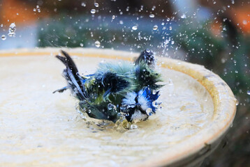 Blue Tit in a Garden, Germany, Europe