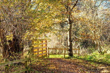 wooden gate in the forest