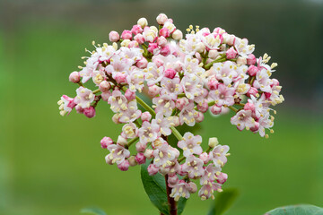 Macro shot of viburnum tinus (lauristinus) flowers in bloom