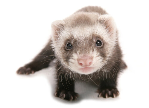 polecat ferret