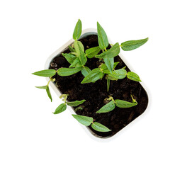 Growing  beans in  greenhouse  isolated on a white background.