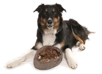 border collie dog busking