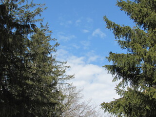 pine tree against sky