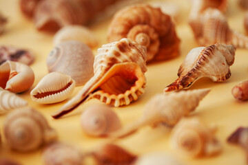 a lot of different empty sea shells on yellow background, macro details