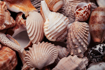 a lot of different empty sea shells on yellow background, macro details