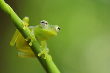 Emerald glass frog, Centrolene prosoblepon, Costa Rica