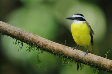 Obraz premium Great kiskadee, Pitangus sulphuratus, Costa Rica