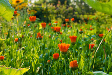 Field with blooming orange medicinal plant flowers