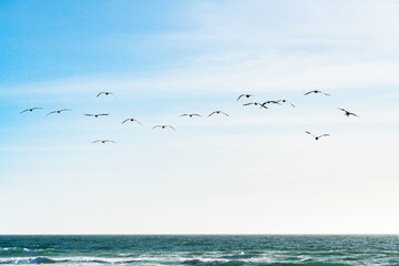 Seascape and silhouette of flying pelicans against cloudy sky background