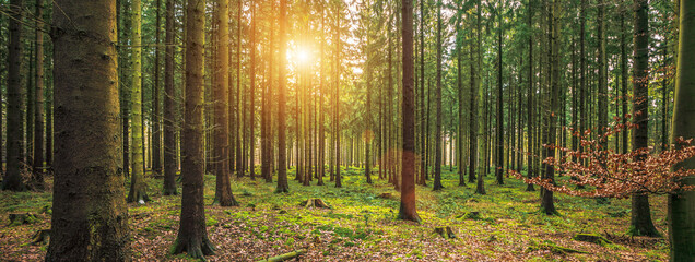 Silent Forest in spring with beautiful bright sun rays - obrazy, fototapety, plakaty