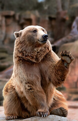 Brown bear sitting while waving