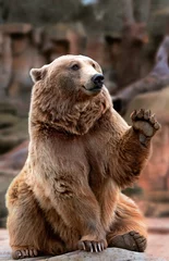 Poster Im Rahmen Brown bear sitting while waving © perpis
