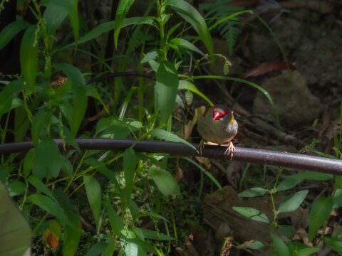 Red Browed Finch