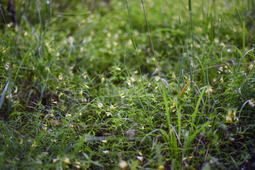 Meadow marjanica flowers in green foliage