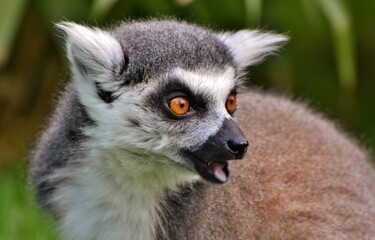  The face of a Ring-tailed Lemur (Lemur catta), found only on the African island of Madagascar.