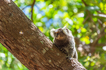 Macaco curioso observa de cima da árvore