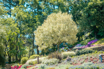 tropical garden