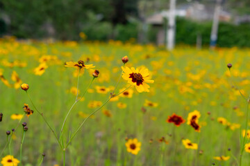 field of dandelions