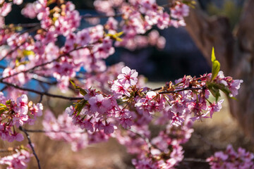 早春に満開となった河津桜、2021年2月、横浜