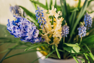 Spring fragrant flowers. Yellow hyacinths, blue muscari grow in pot at home. Close up of plants.