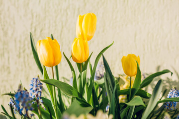 Bouquet of spring flowers. Yellow tulips, blue muscari. Fresh fragrant blossom. Spring mood