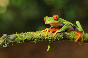 Red-eyed treefrog, Agalychnis saltator, Costa Rica