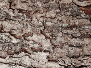 Old tree bark with beautiful patterns for graphic design