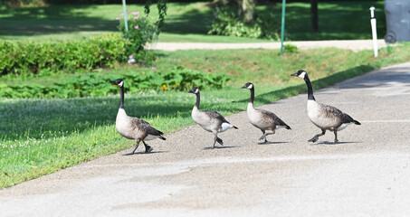 Geese Crossing Road