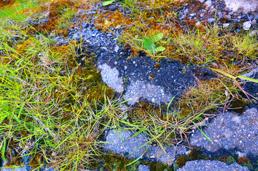 Green moss on cracked asphalt surrounded by grass and small stones 