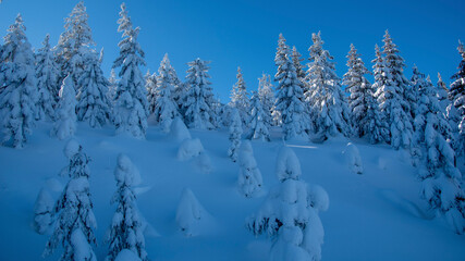 snow covered trees