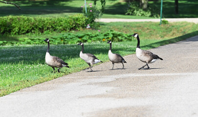 Canada Geese Crossing Road © StevertS