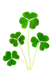 green clover symbol of a St Patrick day isolated on white background