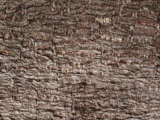 Old tree bark with beautiful patterns for graphic design