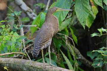 Rufescent tiger-heron, Tigrisoma lineatum, Costa Rica