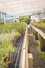 greenhouse with flowers