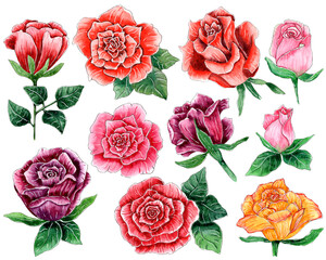 Hand painted watercolor flowers set, cute roses collection.