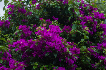 Obraz premium Plantas e Flores Silvestres