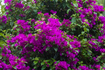 Plantas e Flores Silvestres