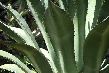 Succulent agave leaves edges with hard spines, probably Agave salmiana species. Plant growing in García Sanabria park in Santa Cruz de Tenerife.