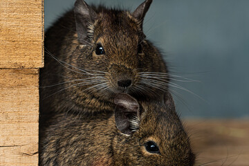 2 pair Octodon degus Degu rodent animal portrait