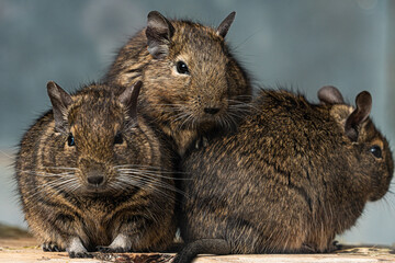 Group Octodon degus Degu rodent animal portrait