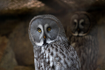 Strix Nebulosa 