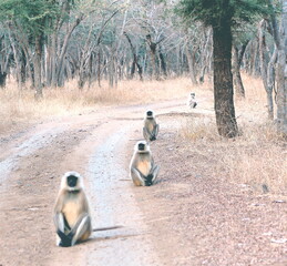 Indian monkeys 