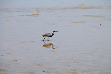 Oiseau Cayenne