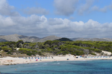 beach with forest