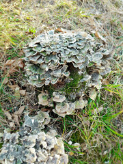 Green moss on tree bark. Mushrooms on a stump.