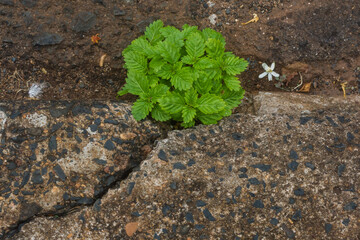 Plantas e Flores Silvestres