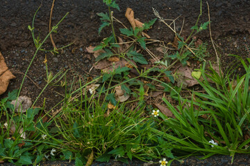 Plantas e Flores Silvestres