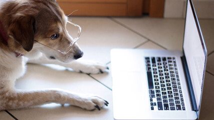 Charming brown and white dog with glasses working on a laptop in front of the window. Business workplace for mammal