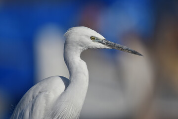 Egretta garzetta head closeup, isolated